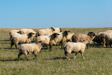 Obraz premium Herd of sheep grazing on pasture