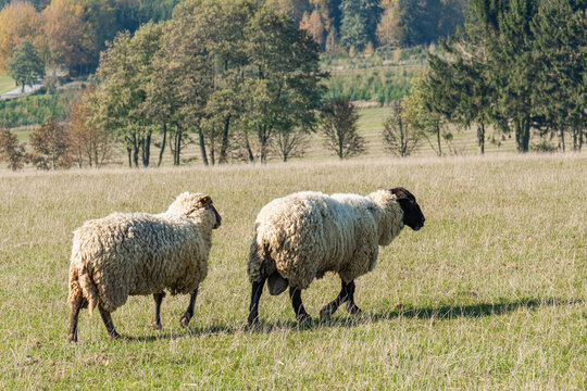 Herd of sheep grazing on pasture