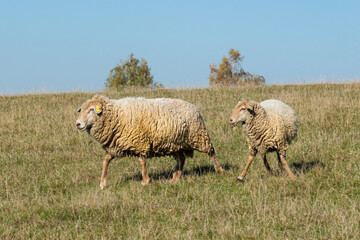 Obraz premium Herd of sheep grazing on pasture