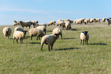 Fototapeta premium Herd of sheep grazing on pasture