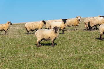 Obraz premium Herd of sheep grazing on pasture