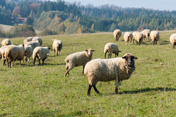 Obraz premium Herd of sheep grazing on pasture