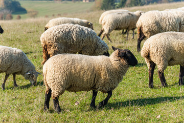 Fototapeta premium Herd of sheep grazing on pasture
