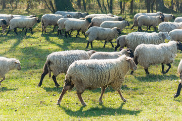 Herd of sheep grazing on pasture