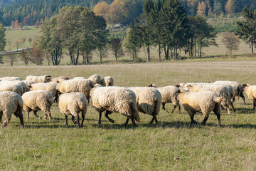 Herd of sheep grazing on pasture