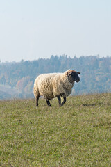 Single sheep standing on pasture
