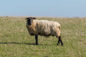 Single sheep standing on pasture