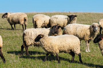 Herd of sheep grazing on pasture