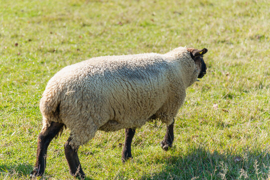 Single sheep standing on pasture