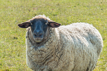 Single sheep standing on pasture