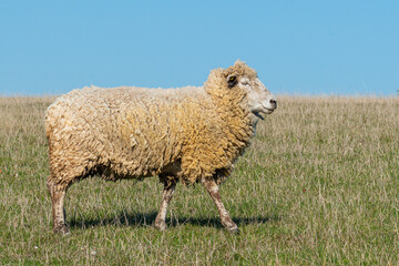 Single sheep standing on pasture