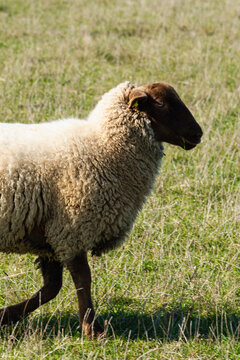 Single sheep standing on pasture