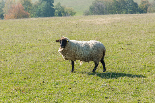 Single sheep standing on pasture