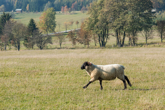 Single sheep standing on pasture