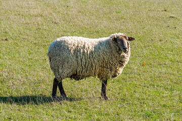 Obraz premium Single sheep standing on pasture