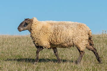Naklejka premium Single sheep standing on pasture