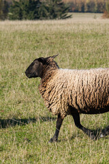 Single sheep standing on pasture