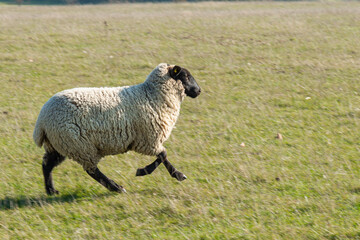Single sheep standing on pasture