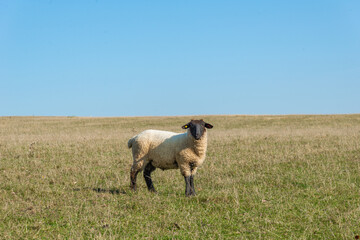 Single sheep standing on pasture