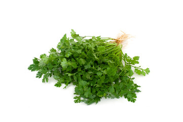 Coriandrum sativum with roots isolated on white background.Vegetable Spices.