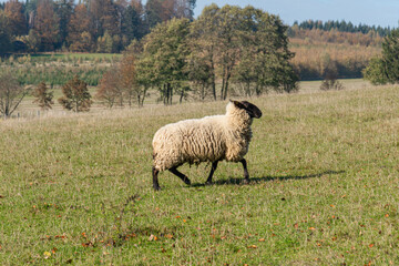 Single sheep standing on pasture