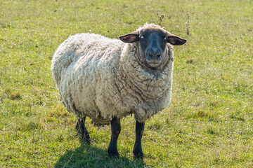 Obraz premium Single sheep standing on pasture