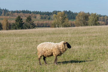 Single sheep standing on pasture