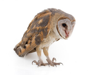 Barn Owl