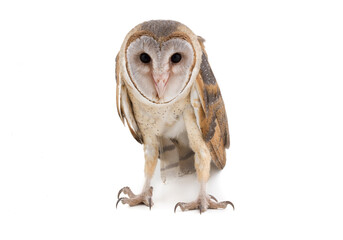 Barn Owl