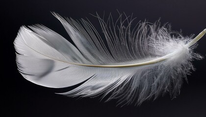 Obraz premium A floating feather with soft white and gray tones on an isolated background capturing its delicate and airy nature