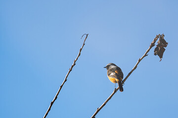 木の枝で休むジョウビタキ