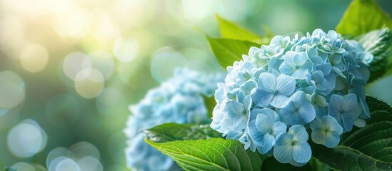 Closeup of light blue hydrangea flowers in bloom with green leaves and blurred green and sunlit background.