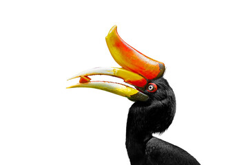 hornbill black background © thekopmylife