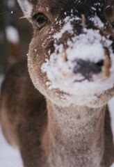 Obraz premium Young Deer in a Snowy Forest Landscape with Wooden Cabin in Background