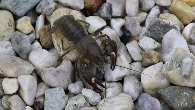 Detail of signal crayfish, Pacifastacus leniusculus, crawling in stones at river bank. North American crayfish, invasive species in Europe, Japan, California. Freshwater crayfish in wildlife nature.