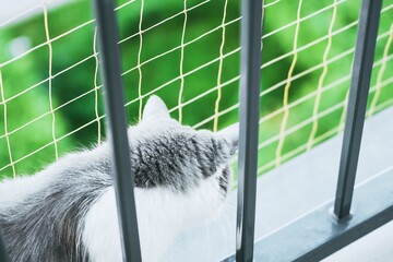 curious gray cat on the balcony protected with net