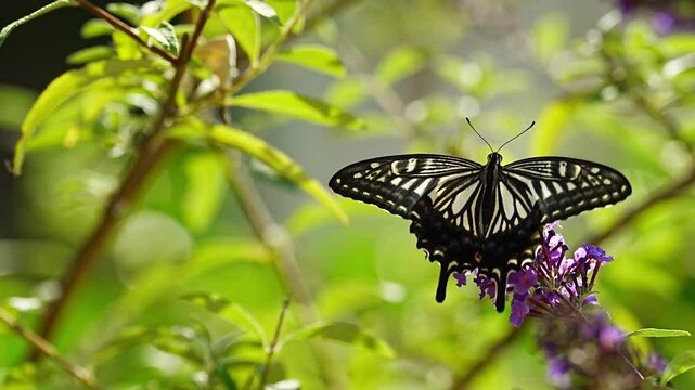 Japanese swallowtail butterfly (Papilio xuthus) nectaring on a Buddleja davidii