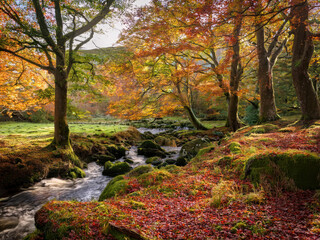autumn in the forest