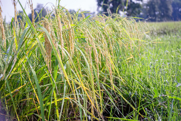 Thai Hom Mali Rice in Warm Sunshine