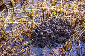 Traces of Tubifex Worm Habitats