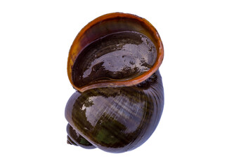 Golden Apple Snail (Pomacea canaliculata)