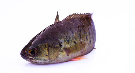 Climbing Perch (Anabas testudineus)