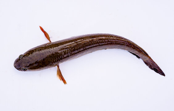 Snakehead Fish (Channa striata)