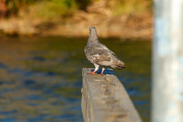 Close up of a Pigeon on docks at the lake