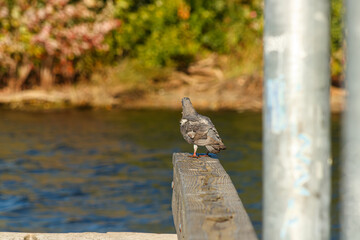 Close up of a Pigeon on docks at the lake