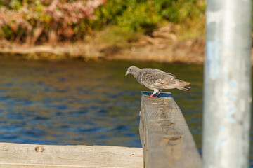 Close up of a Pigeon on docks at the lake