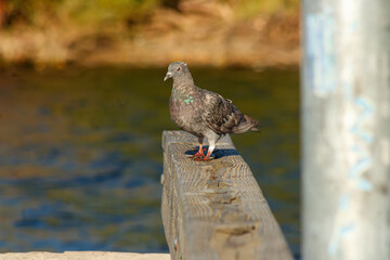Obraz premium Close up of a Pigeon on docks at the lake