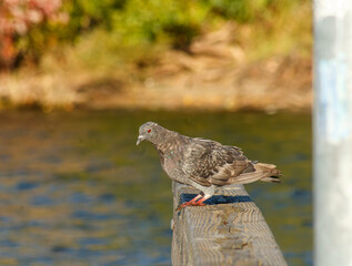 Close up of a Pigeon on docks at the lake