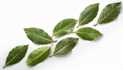 Obraz premium Fresh bay leaves, scattered to form a diagonal line composition on an isolated background.