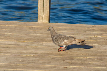 Close up of a Pigeon on docks at the lake